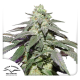 Auto Skywalker Haze - DUTCH PASSION | TanieSianie.pl