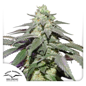 Auto Skywalker Haze - DUTCH PASSION | TanieSianie.pl