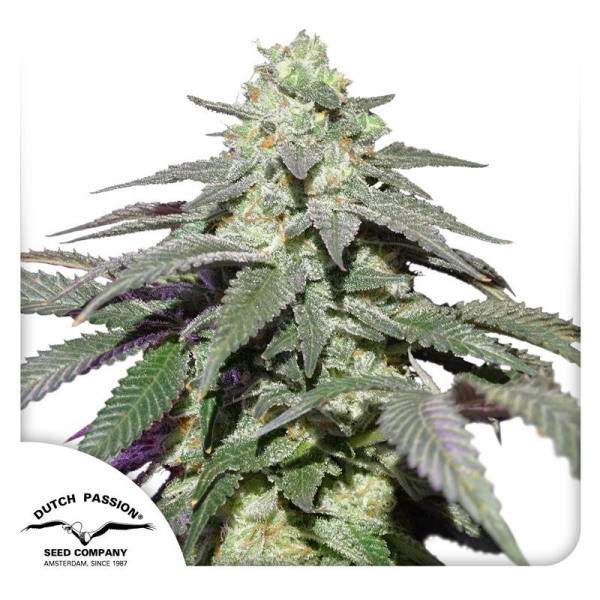 Auto Skywalker Haze - DUTCH PASSION | TanieSianie.pl