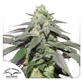 Auto Skywalker Haze - DUTCH PASSION