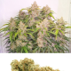 Auto Skywalker Haze - DUTCH PASSION | TanieSianie.pl