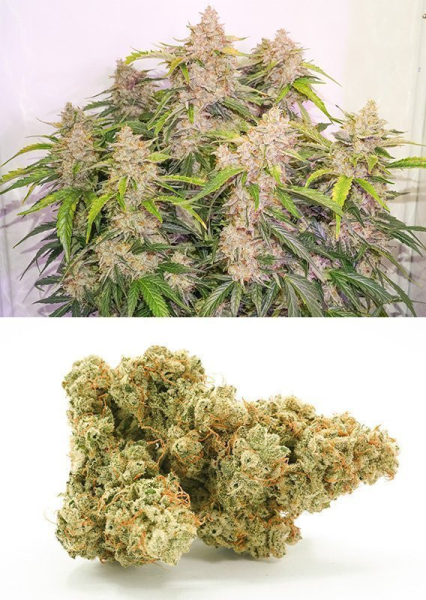 Auto Skywalker Haze - DUTCH PASSION | TanieSianie.pl