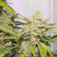 Auto Skywalker Haze - DUTCH PASSION | TanieSianie.pl