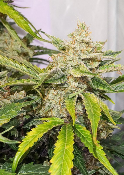 Auto Skywalker Haze - DUTCH PASSION | TanieSianie.pl