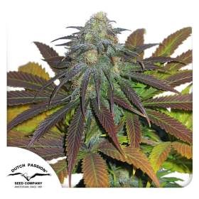 Californian Orange - DUTCH PASSION | TanieSianie.pl
