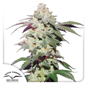 Skywalker Haze - DUTCH PASSION | TanieSianie.pl