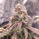 Skywalker Haze - DUTCH PASSION | TanieSianie.pl