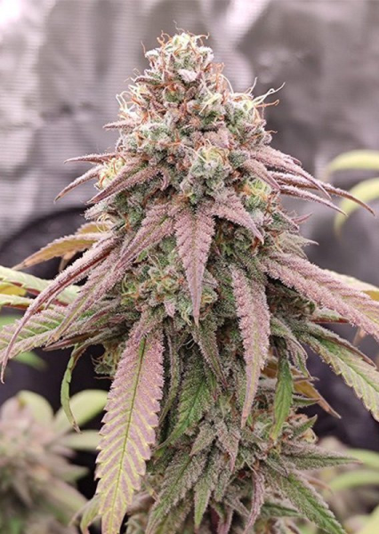 Skywalker Haze - DUTCH PASSION | TanieSianie.pl