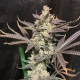 Skywalker Haze - DUTCH PASSION | TanieSianie.pl