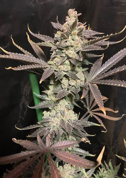 Skywalker Haze - DUTCH PASSION | TanieSianie.pl