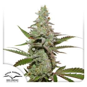 Amsterdam Amnesia - DUTCH PASSION | TanieSianie.pl