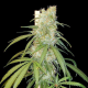 Amsterdam Amnesia - DUTCH PASSION | TanieSianie.pl
