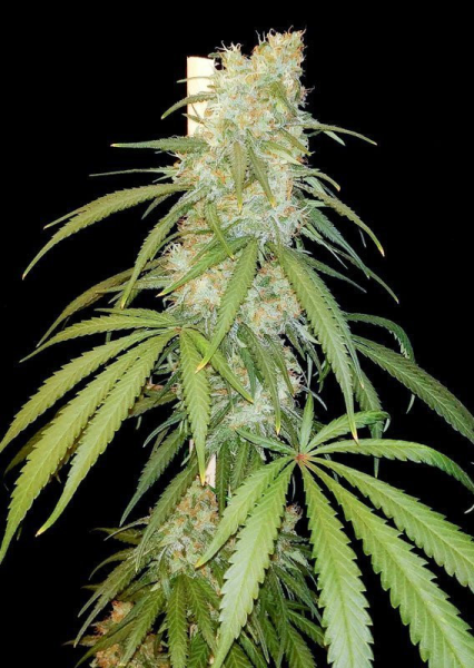 Amsterdam Amnesia - DUTCH PASSION | TanieSianie.pl