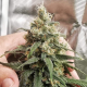 Amsterdam Amnesia - DUTCH PASSION | TanieSianie.pl