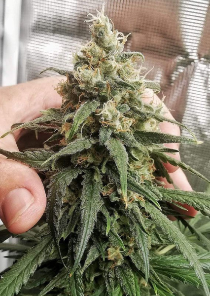 Amsterdam Amnesia - DUTCH PASSION | TanieSianie.pl