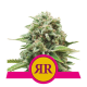 Royal Runtz - ROYAL QUEEN SEEDS | TanieSianie.pl