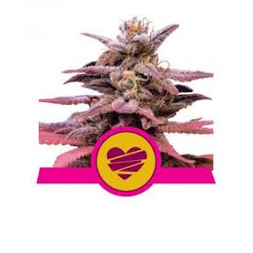 Wedding Crasher - ROYAL QUEEN SEEDS | TanieSianie.pl