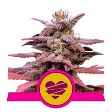 Wedding Crasher - ROYAL QUEEN SEEDS | TanieSianie.pl