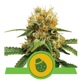 Do-Si-Dos Auto - ROYAL QUEEN SEEDS | TanieSianie.pl