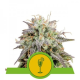 Mimosa Auto - ROYAL QUEEN SEEDS | TanieSianie.pl