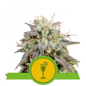 Mimosa Auto - ROYAL QUEEN SEEDS | TanieSianie.pl