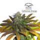 Californian Orange - DUTCH PASSION | TanieSianie.pl