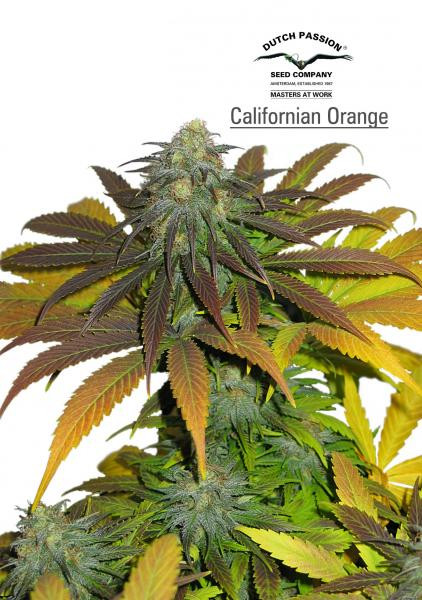 Californian Orange - DUTCH PASSION | TanieSianie.pl