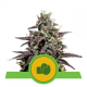 Purple Punch Auto - ROYAL QUEEN SEEDS | TanieSianie.pl
