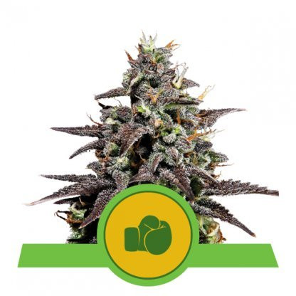Purple Punch Auto - ROYAL QUEEN SEEDS | TanieSianie.pl