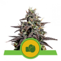 Purple Punch Auto - ROYAL QUEEN SEEDS