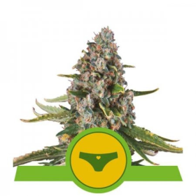 Sherbet Queen Auto - ROYAL QUEEN SEEDS | TanieSianie.pl