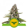 Sherbet Queen Auto - ROYAL QUEEN SEEDS