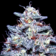 Hyper Glue - ANESIA SEEDS | TanieSianie.pl