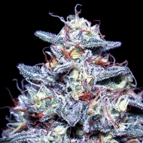 Hyper Glue - ANESIA SEEDS | TanieSianie.pl