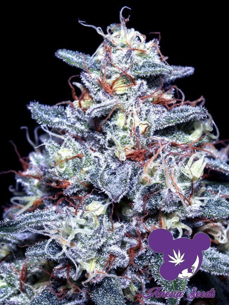 Hyper Glue - ANESIA SEEDS | TanieSianie.pl