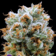 Bola Mintz - ANESIA SEEDS | TanieSianie.pl