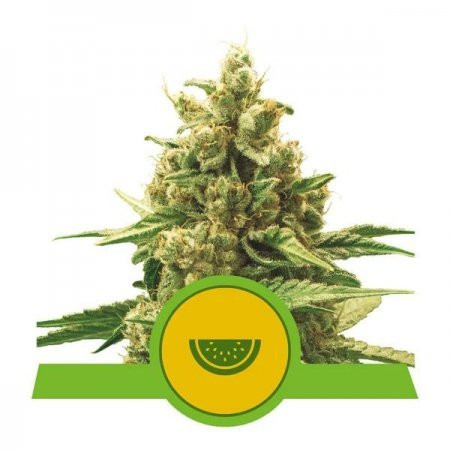 Watermelon Auto - ROYAL QUEEN SEEDS | TanieSianie.pl
