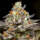 Sleepy Joe - ANESIA SEEDS | TanieSianie.pl