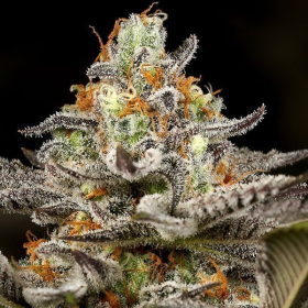 Sleepy Joe - ANESIA SEEDS | TanieSianie.pl