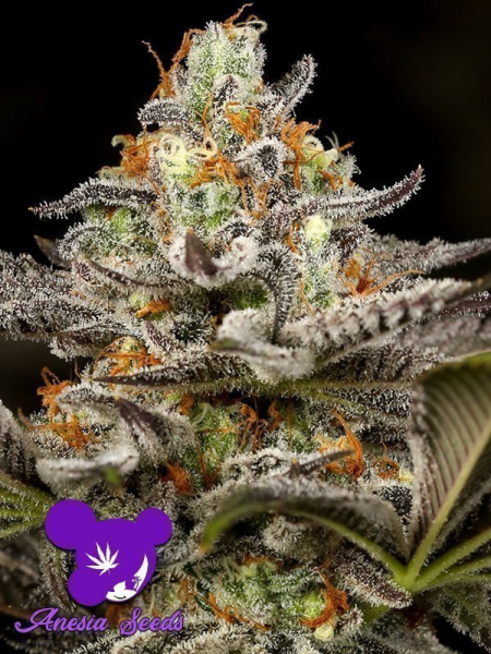 Sleepy Joe - ANESIA SEEDS | TanieSianie.pl