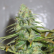 Californian Orange - DUTCH PASSION | TanieSianie.pl