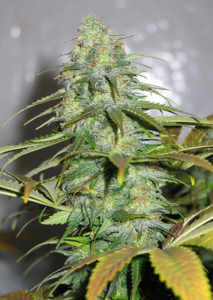 Californian Orange - DUTCH PASSION | TanieSianie.pl