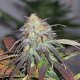 Californian Orange - DUTCH PASSION | TanieSianie.pl