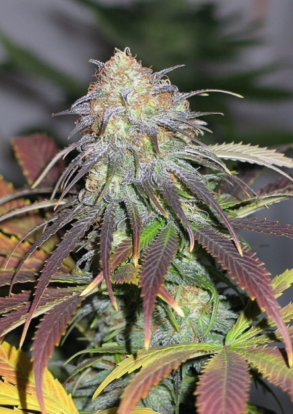 Californian Orange - DUTCH PASSION | TanieSianie.pl
