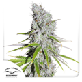 CBD Skunk Haze - DUTCH PASSION