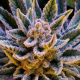 Pineapple Runtz Auto - ANESIA SEEDS | TanieSianie.pl