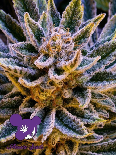 Pineapple Runtz Auto - ANESIA SEEDS | TanieSianie.pl