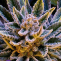 Pineapple Runtz Auto - ANESIA SEEDS