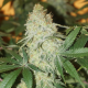 CBD Skunk Haze - DUTCH PASSION | TanieSianie.pl