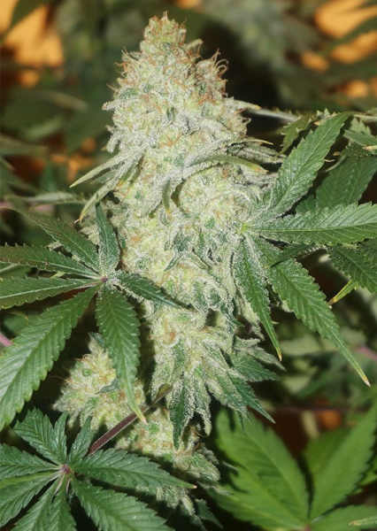 CBD Skunk Haze - DUTCH PASSION | TanieSianie.pl